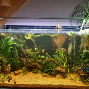 aqua 250
