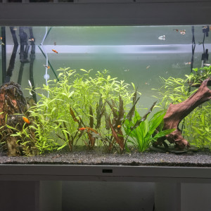 Mon 1er