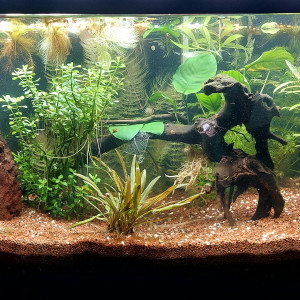 Bac killis 60L