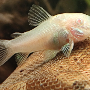 Corydoras (Osteogaster) aeneus albinos