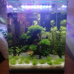 nano 30l betta