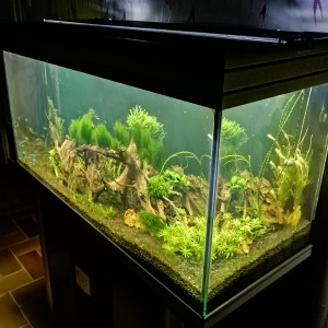 MON 200L