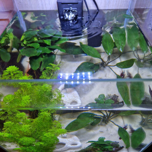 Début jungle