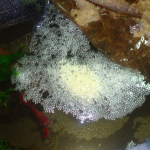 Publication de Rodjeur