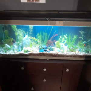 Guppy76