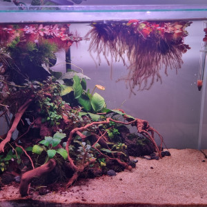 Bac betta 38L Anubia buce