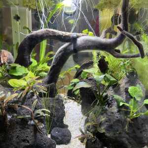 Dennerle 60L