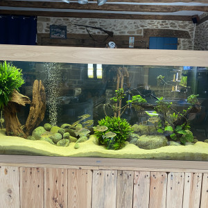 Bac cichlidés americains 450 L