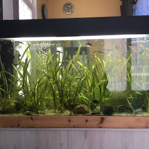 Aquarium 240l