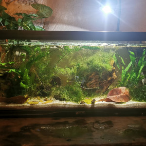 Bac killies funduloupanchak scheeli