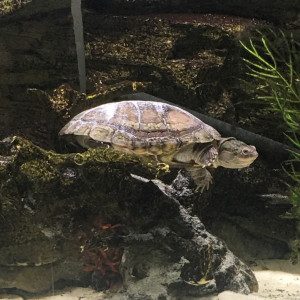Tortue pelomedusa