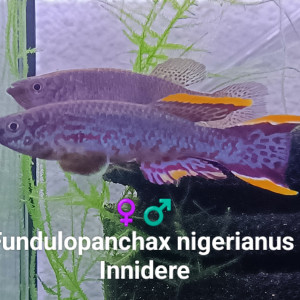 442 01 Couple Reproducteur Fundulopanchax nigerianus Innidere