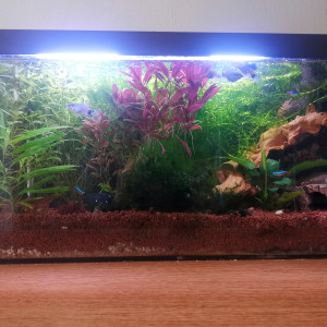 Aquarium 60