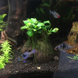 Publication de Saarngittik