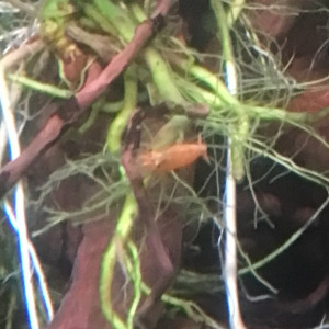 Grenouilles et crevettes