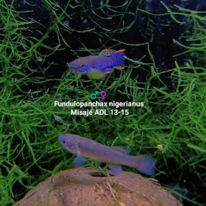241 Oeufs Fundulopanchax nigerianus misajé ADL 13-15