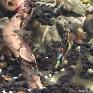 Don de poissons d'eau froide