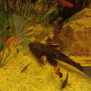 Publication de Pleco