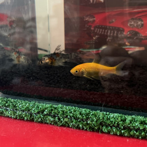 Aquarium chambre de paul