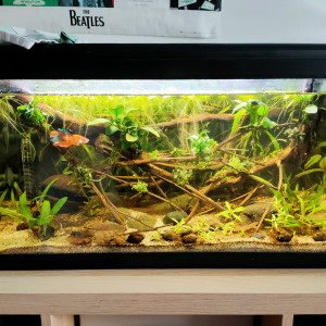 BAC Biotope Amazonien 60L