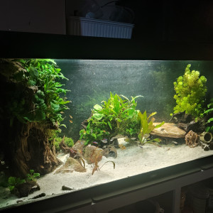 Juwel Rio 450
