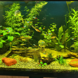 Aquarium principal