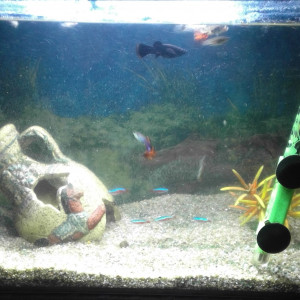 Mon seul aquarium