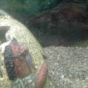 Publication de Okapie