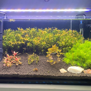 Aquarium 60L