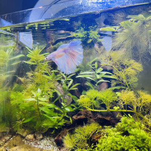 Nano O.1