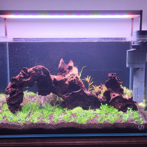 Plants Forest  - 45x28x28