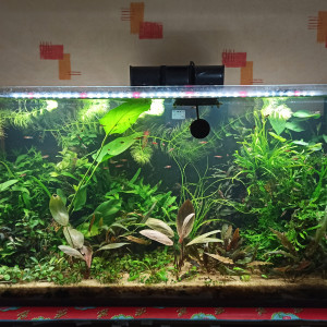 Aquarium crevette micro poisson