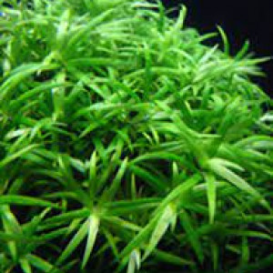Heteranthera zosterifolia