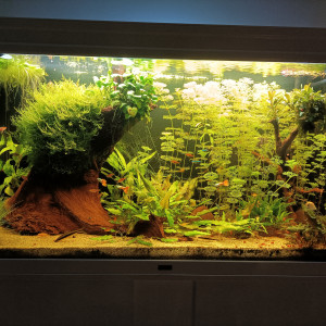 Aquatlantis expert 240L