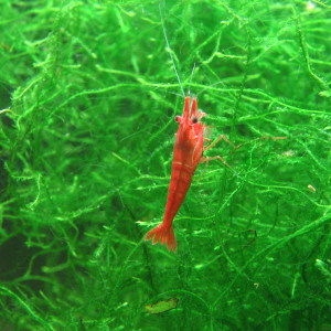Publication de AquaLolavier