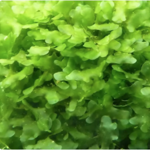 Round Pellia moss - Mousse aquarium