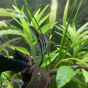 Publication de Erv52