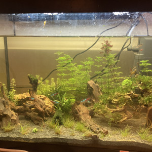 Aquarium d Arwen