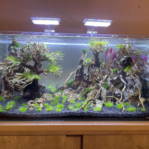 Oscar59