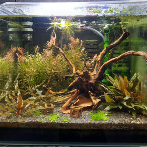 Bac 30l neocaridina full blue rili