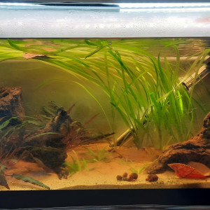 Bac 50l neocaridina rili black