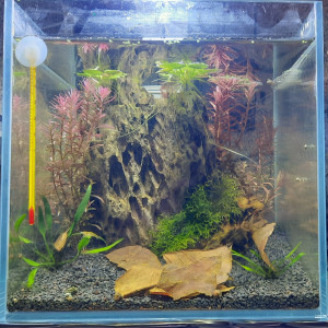 Bac 20l neocaridina orange
