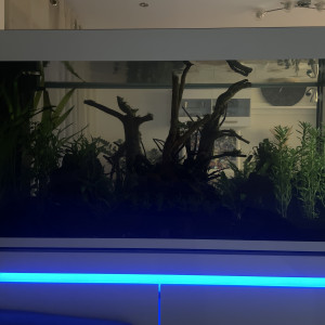 Publication de Rasbora34