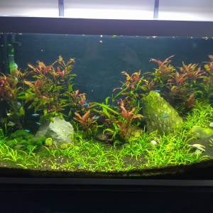 Fluval