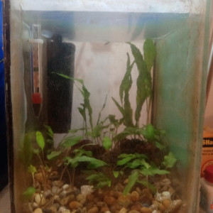 Betta 1