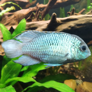 Publication de cedric-beauvois