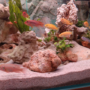 Publication de PR_95