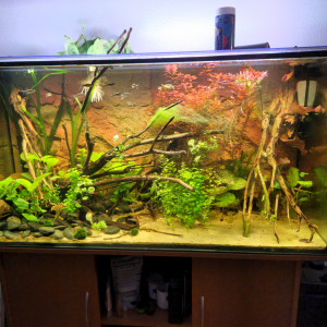 360 litres brut Amazonien