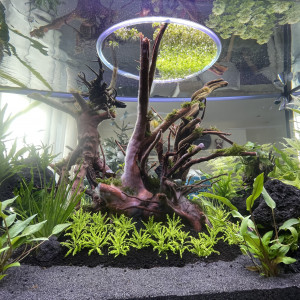 Publication de Rasbora34