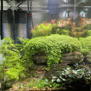 Nano  DENN. Crevettes